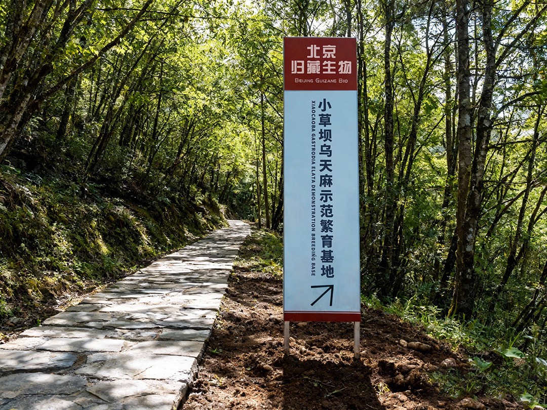 昭通天麻全产业链升级 构建百亿级健康产业新生态